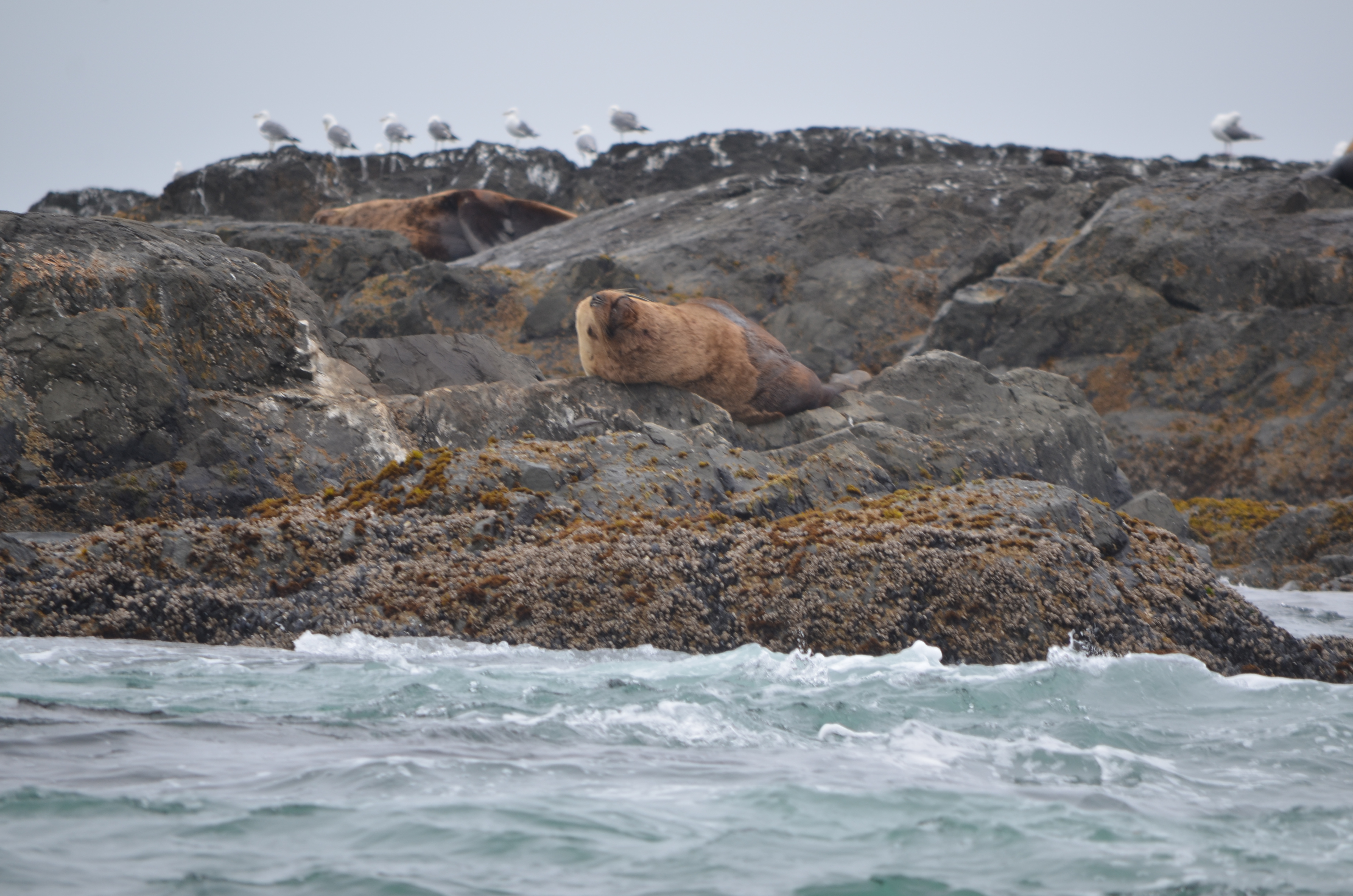 photos/wildlife/Mammal_Species/Steller Sea Lion/DSC_0341.JPG
